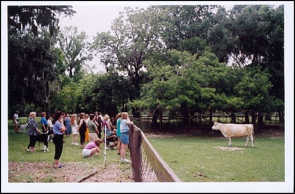 Students communicating with Cow in field at Basic Course